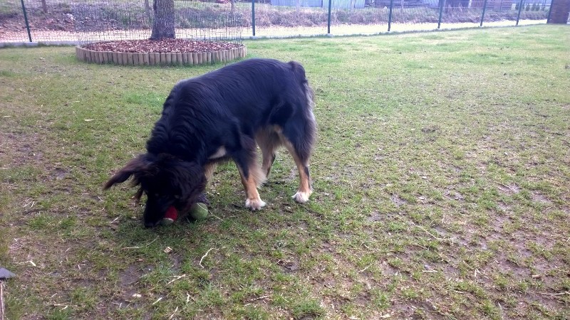 jest jedynym psem, któremu Pira pozwala sobie odebrać piłkę - tutaj zagarnął dwie piłki i sznurek, a co!
